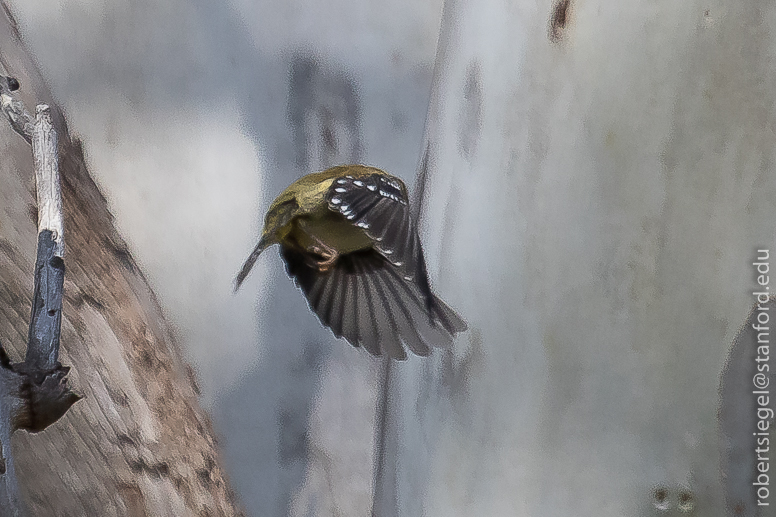 pardalote